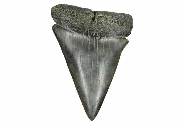 Fossil Broad-Toothed Mako Tooth - South Carolina #172055